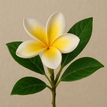 Frangipani