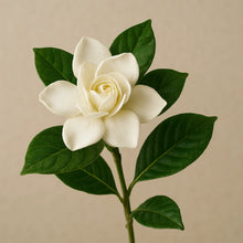 Gardenia