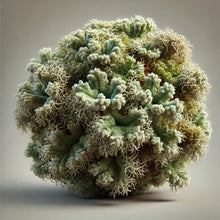 Oakmoss