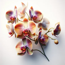 Orchid