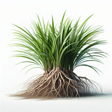 Vetiver