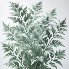 Artemisia