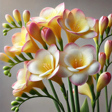 Freesia