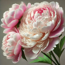 Peony
