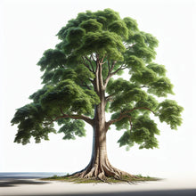 Sycamore