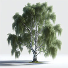 birch